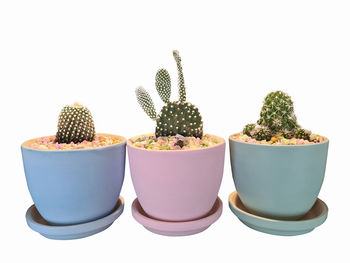 Close-up of potted cactus against white background