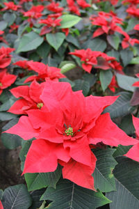 Close-up of red flowers blooming outdoors