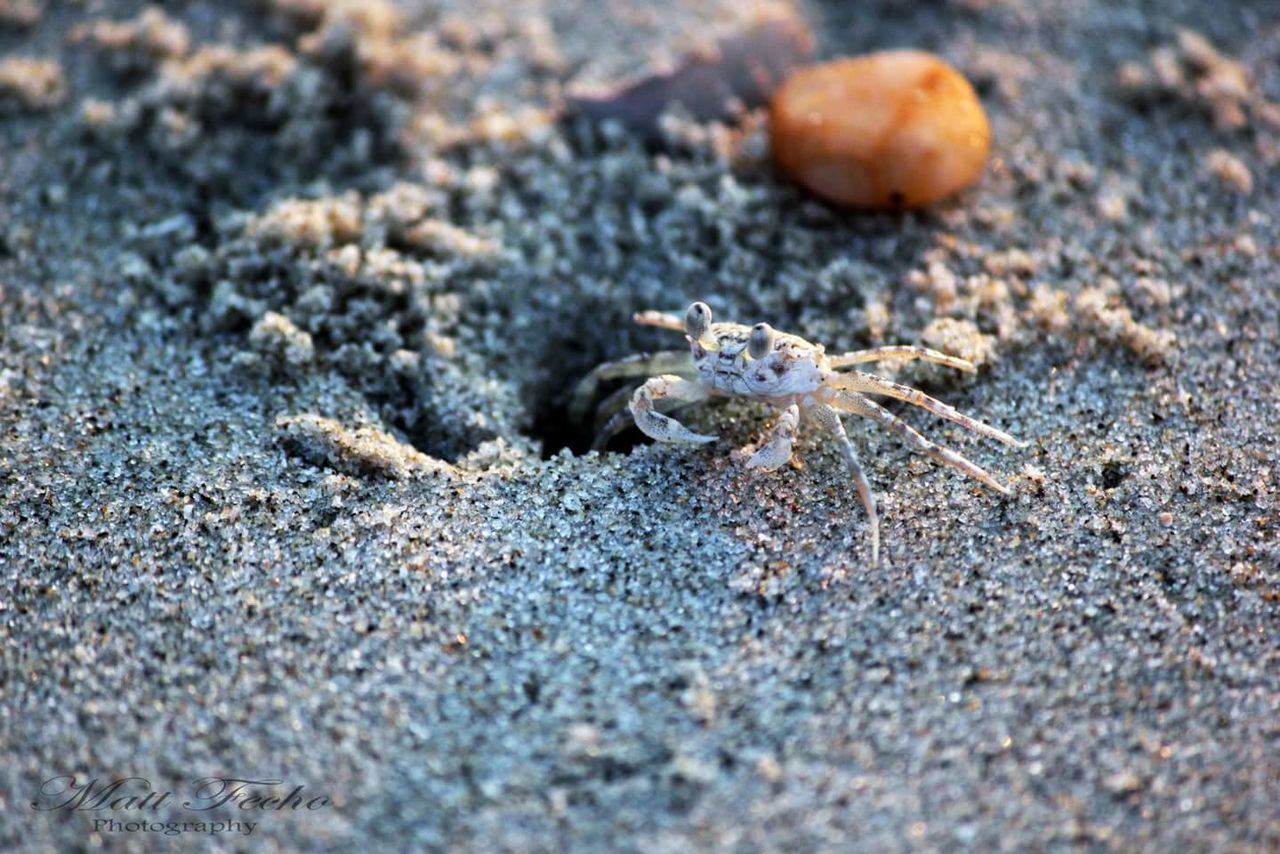 CLOSE-UP OF LIZARD ON BEACH