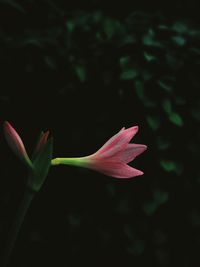 Close-up of pink flower