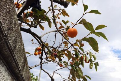 Low angle view of fruits on tree against sky