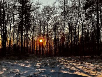 Silhouette trees in forest during sunset