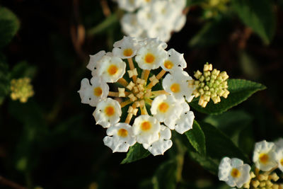 Close-up of white flowering plant