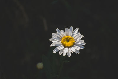 Close-up of white daisy flower against black background