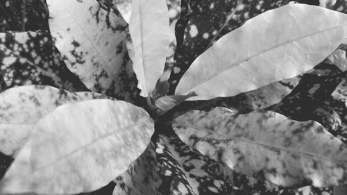 High angle view of dry leaves