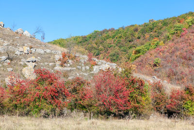 Plants growing on land against sky during autumn