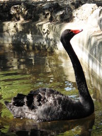 Swan swimming on lake