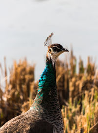 Close-up of peacock