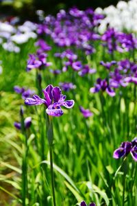 Close-up of purple flowering plant on field