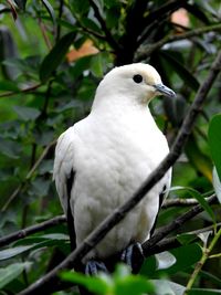 Close-up of bird perching on branch