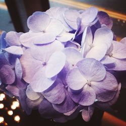 Close-up of flowers