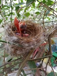 Close-up of birds in nest