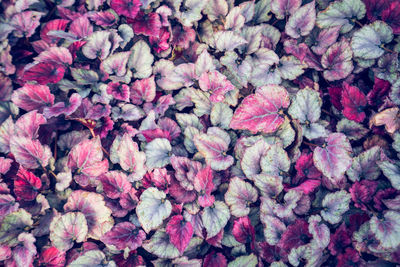 Full frame shot of pink flowering plants