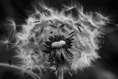 Close-up of wilted dandelion flower