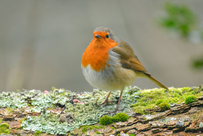 Close-up of bird perching on a plant