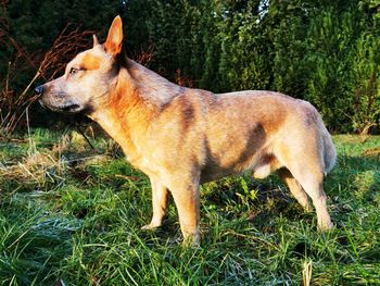 Side view of a dog looking away on field