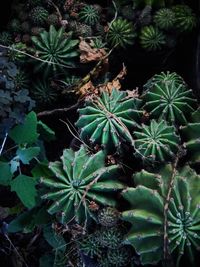 Close-up of potted plant