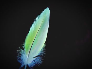 Close-up of feather against black background