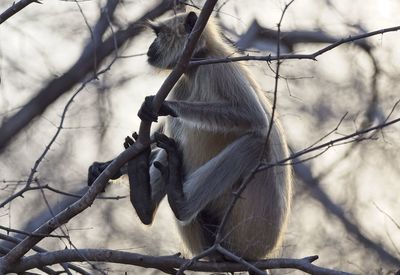 Monkey sitting on branch