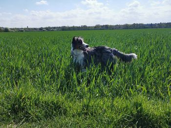 Dog in the field