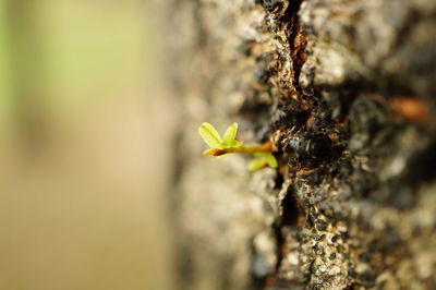 Close-up of plant on rock