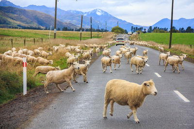 Flock of sheep crossing road