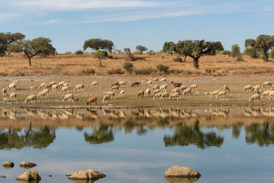 Sheeps on an alentejo dry landscape with dam lake reservoir and reflection in terena, portugal