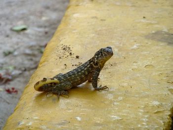 Close-up of lizard
