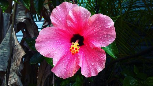 Close-up of pink hibiscus blooming outdoors