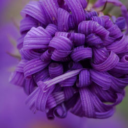 Close-up of purple flowering plant