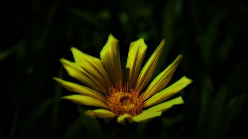 Close-up of yellow flower blooming outdoors