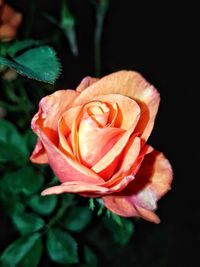 Close-up of rose against black background