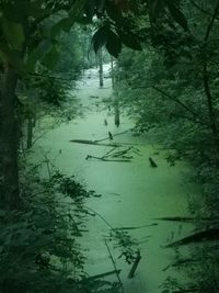 Reflection of trees in lake