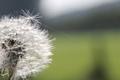 Close-up of dandelion against blurred background