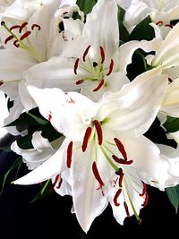 Close-up of white flowers