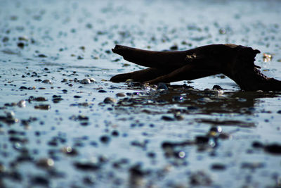 Surface level of man lying on shore at beach