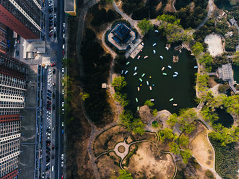 High angle view of trees and buildings in city