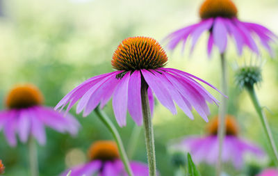 Close-up of purple flowering plant