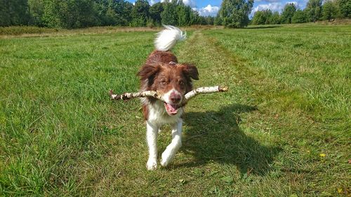 Dog on field