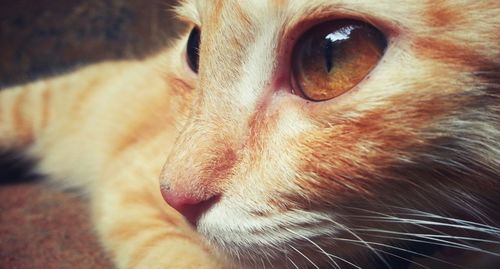 Close-up portrait of ginger cat