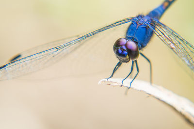 Extreme close-up of damselfly on plant