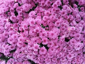 Full frame shot of pink flower tree