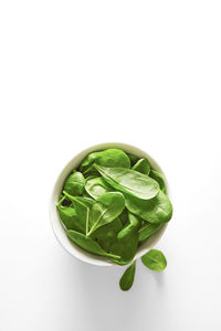 High angle view of green leaf on white background