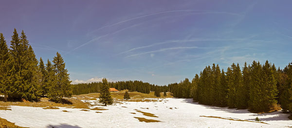 Trees on field against sky during winter