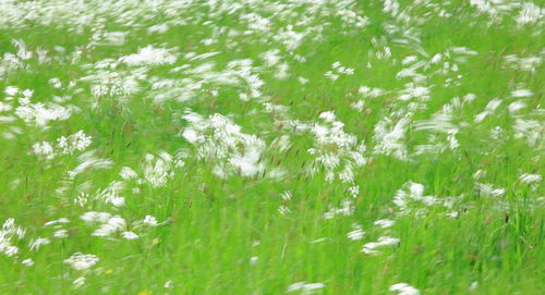 White flowers growing on field