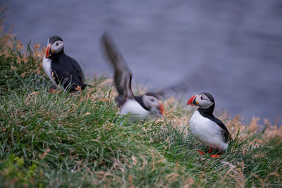 Puffins perching on field
