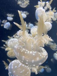 Close-up of jellyfish swimming in sea