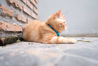 Cat lying on wall