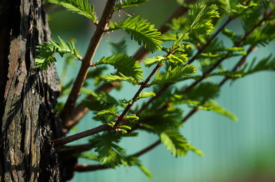 Low angle view of leaves on tree