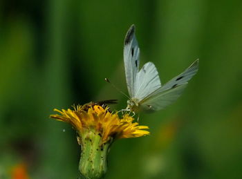 Close-up of butterfly pollinating on flower